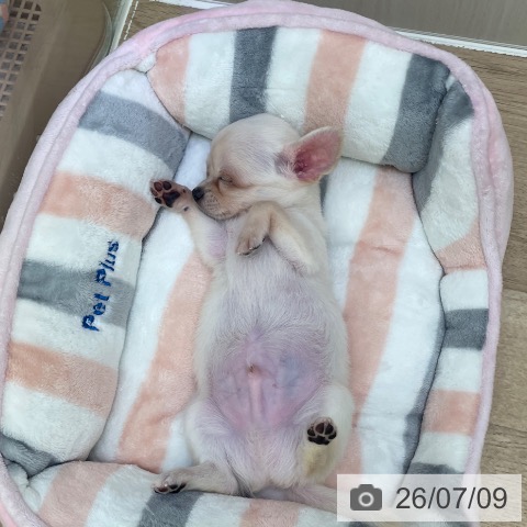 チワワの写真