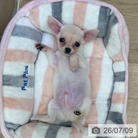 チワワの写真