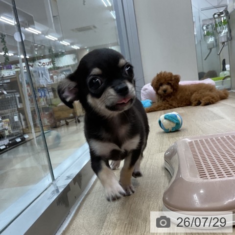 チワワの写真
