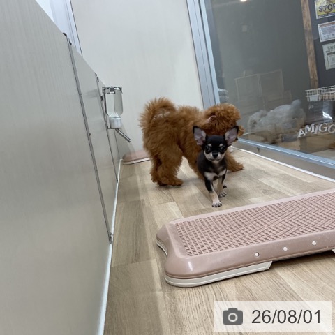 チワワの写真