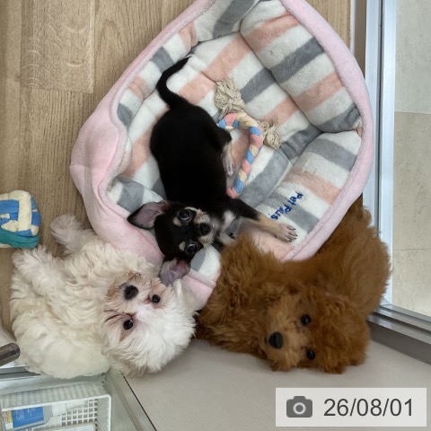 チワワの写真