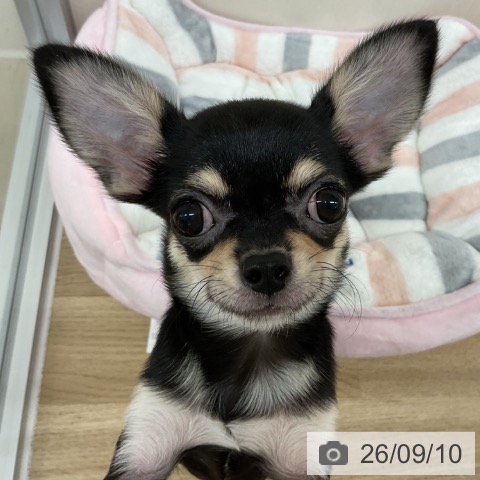 チワワの写真
