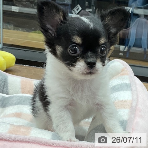 神奈川県のチワワ(ロング) (ペッツワン 小田原店/2026年5月9日生まれ/男の子/ホワイトブラックタン)の子犬の3枚目の画像
