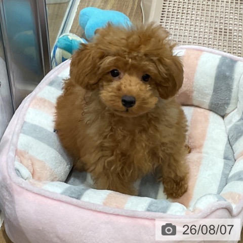埼玉県のトイプードル(トイ) (ペッツワン 新座店/2026年4月29日生まれ/男の子/レッド)の子犬の4枚目の画像