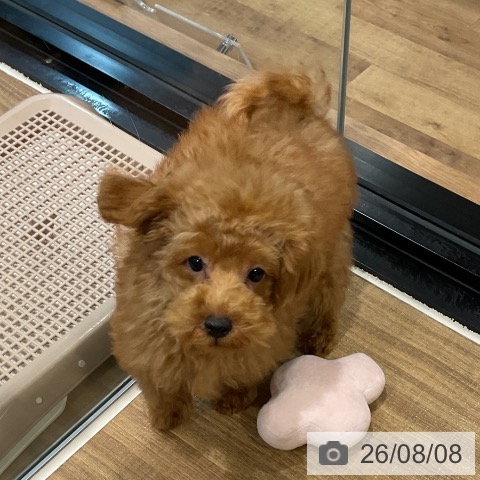 埼玉県のトイプードル(トイ) (ペッツワン 新座店/2026年4月29日生まれ/男の子/レッド)の子犬の3枚目の画像