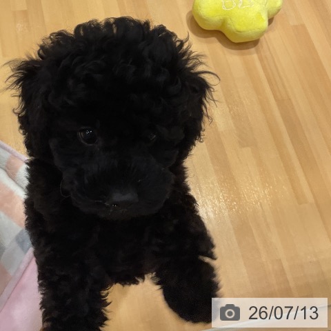 埼玉県のトイプードル(トイ) (ペットプラス 与野店/2026年5月9日生まれ/女の子/ブラック)の子犬の4枚目の画像