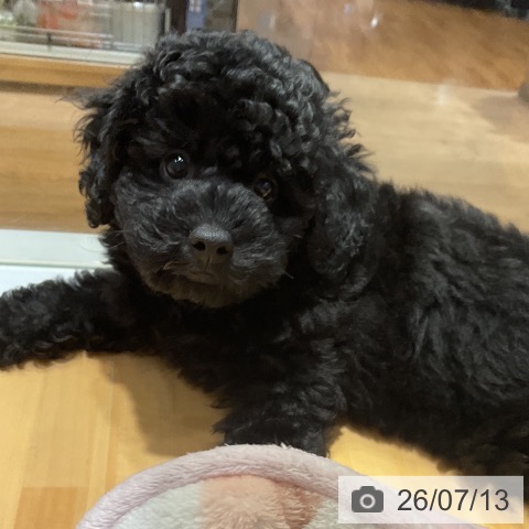 埼玉県のトイプードル(トイ) (ペットプラス 与野店/2026年5月9日生まれ/女の子/ブラック)の子犬の3枚目の画像
