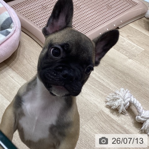 宮城県のフレンチブルドッグ (ペットプラス 名取店/2026年5月6日生まれ/男の子/フォーン)の子犬の3枚目の画像