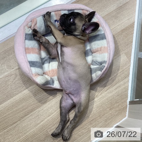神奈川県のフレンチブルドッグ (ペットプラス 座間店/2026年5月6日生まれ/男の子/フォーン)の子犬の3枚目の画像