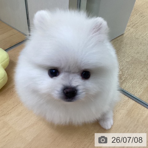 ポメラニアンの写真