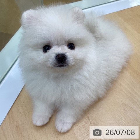 ポメラニアンの写真