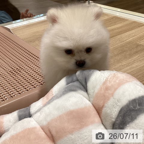 宮城県のポメラニアン (ペットプラス 仙台上杉店/2026年5月9日生まれ/男の子/ホワイトクリーム)の子犬の3枚目の画像