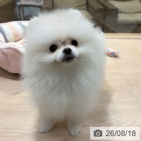 ポメラニアンの写真