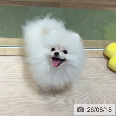 神奈川県のポメラニアン (ペットプラス 川崎ルフロン店/2026年5月9日生まれ/男の子/ホワイトクリーム)の子犬の4枚目の画像