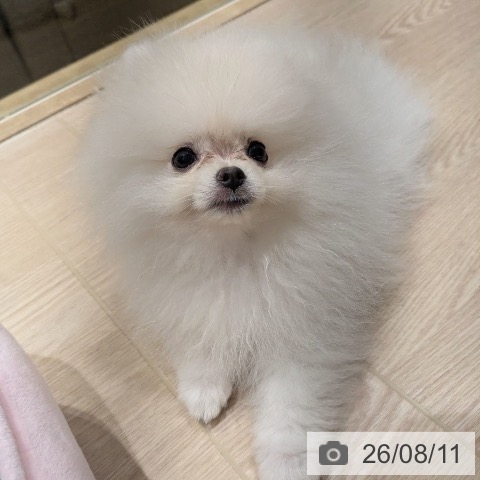 神奈川県のポメラニアン (ペットプラス 川崎ルフロン店/2026年5月9日生まれ/男の子/ホワイトクリーム)の子犬の3枚目の画像