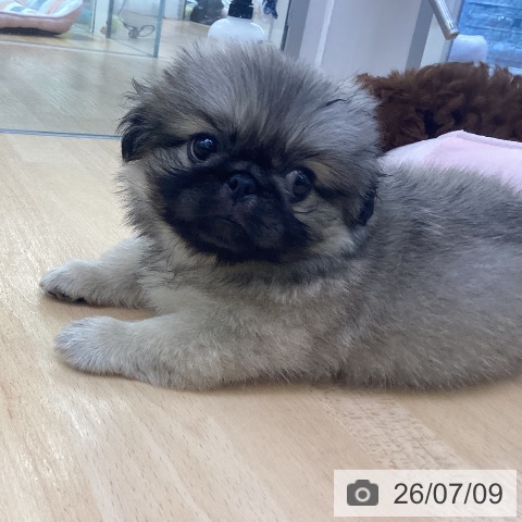 埼玉県のペキニーズ (ペットプラス 羽生店/2026年5月9日生まれ/男の子/フォーン)の子犬の4枚目の画像