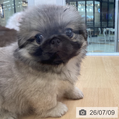 埼玉県のペキニーズ (ペットプラス 羽生店/2026年5月9日生まれ/男の子/フォーン)の子犬の3枚目の画像