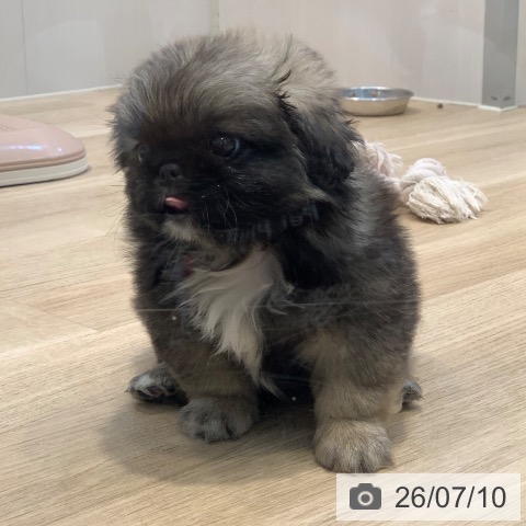 神奈川県のペキニーズ (ペットプラス 湘南平塚店/2026年5月9日生まれ/女の子/フォーン)の子犬の4枚目の画像