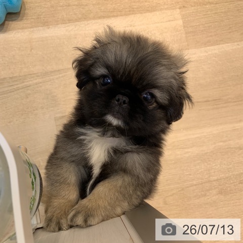 神奈川県のペキニーズ (ペットプラス 湘南平塚店/2026年5月9日生まれ/女の子/フォーン)の子犬の3枚目の画像