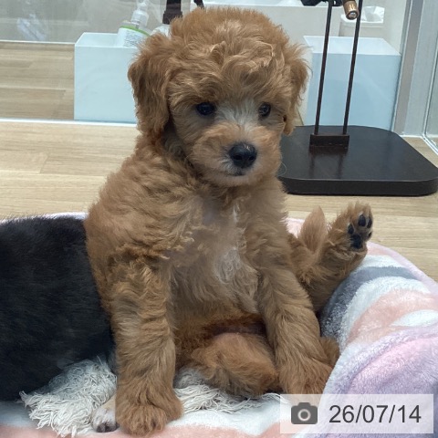 宮城県のトイプードル(トイ) (ペットプラス 仙台泉大沢店/2026年5月9日生まれ/男の子/アプリコット)の子犬の4枚目の画像