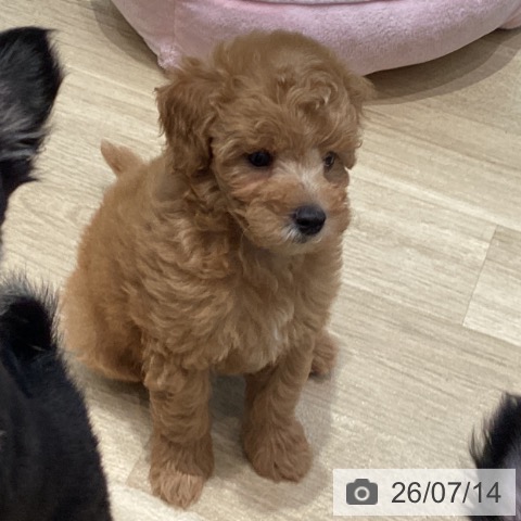 宮城県のトイプードル(トイ) (ペットプラス 仙台泉大沢店/2026年5月9日生まれ/男の子/アプリコット)の子犬の3枚目の画像
