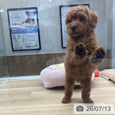 千葉県のトイプードル(トイ) (ペットプラス 船橋店/2026年5月9日生まれ/男の子/レッド)の子犬の4枚目の画像