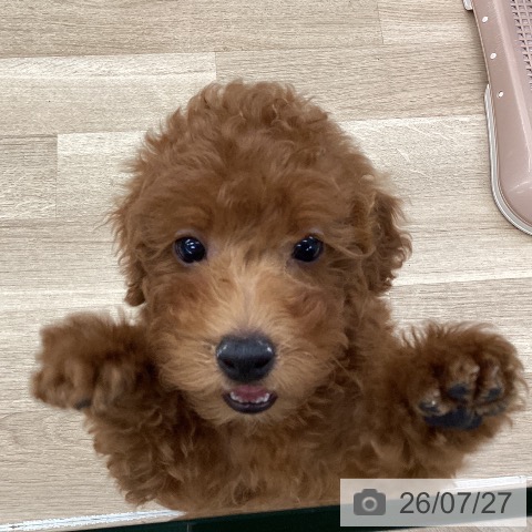 千葉県のトイプードル(トイ) (ペットプラス 船橋店/2026年5月9日生まれ/男の子/レッド)の子犬の4枚目の画像