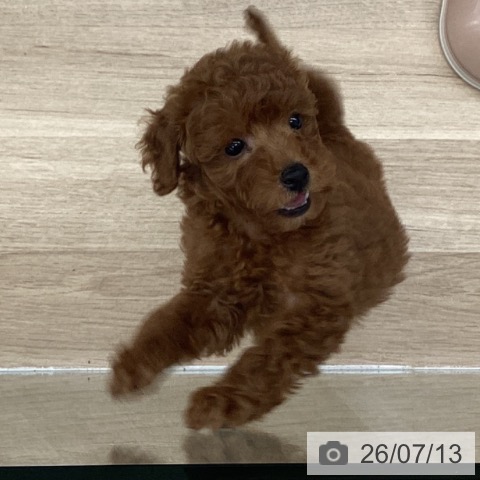 千葉県のトイプードル(トイ) (ペットプラス 船橋店/2026年5月9日生まれ/男の子/レッド)の子犬の3枚目の画像