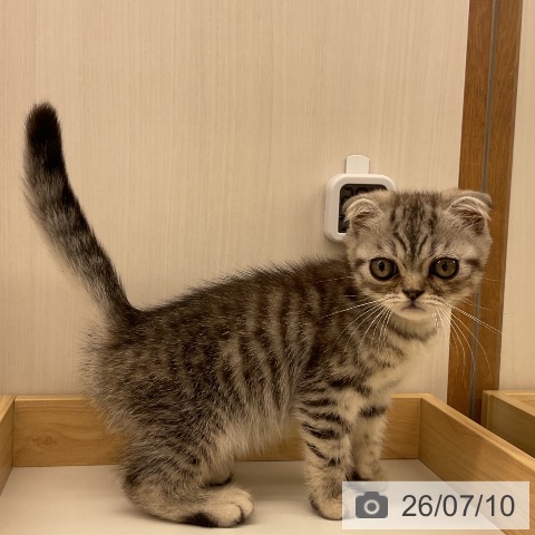 岩手県のスコティッシュフォールド (ペットプラス 盛岡南店/2026年4月30日生まれ/男の子/シルバータビー)の子猫の4枚目の画像