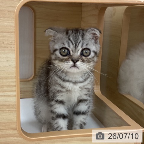 宮城県のスコティッシュフォールド (ペットプラス 仙台泉大沢店/2026年4月30日生まれ/男の子/シルバータビー)の子猫の4枚目の画像