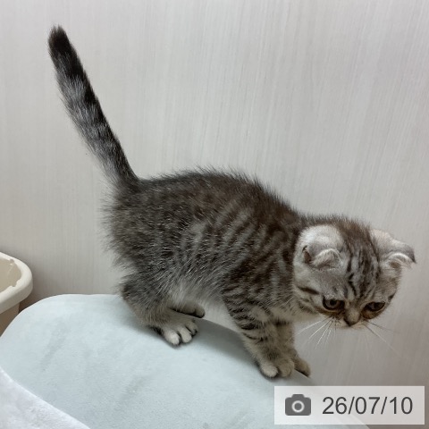 岩手県のスコティッシュフォールド (ペットプラス 盛岡南店/2026年4月30日生まれ/男の子/シルバータビー)の子猫の3枚目の画像
