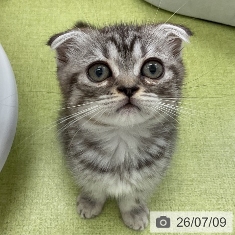 千葉県のスコティッシュフォールド (ペットプラス 成田店/2026年4月30日生まれ/女の子/シルバータビー)の子猫の3枚目の画像