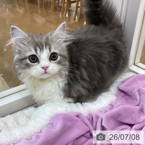 マンチカンの写真