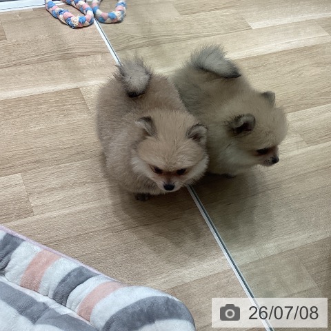 ポメラニアンの写真