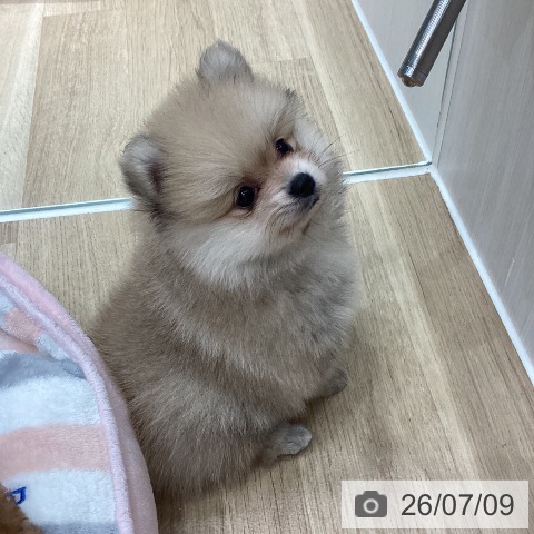 ポメラニアンの写真