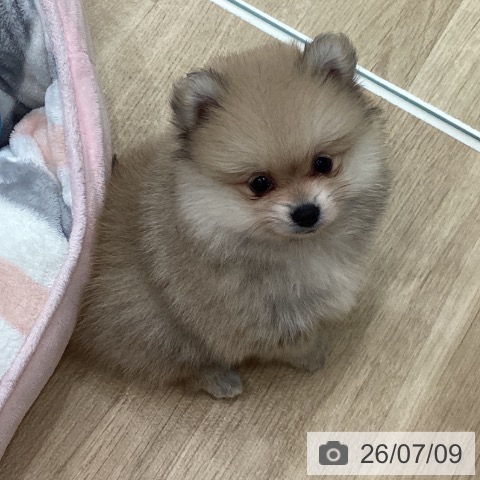 ポメラニアンの写真