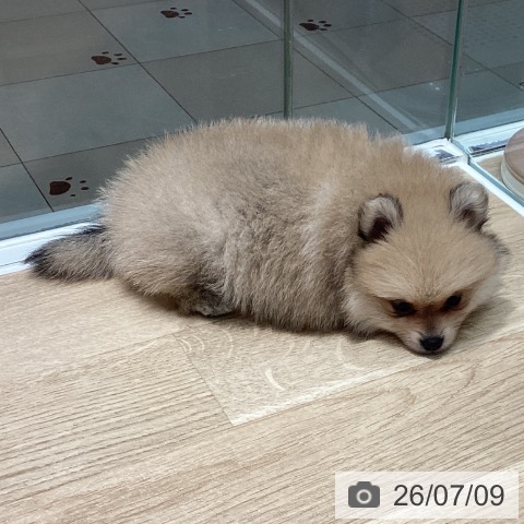 ポメラニアンの写真