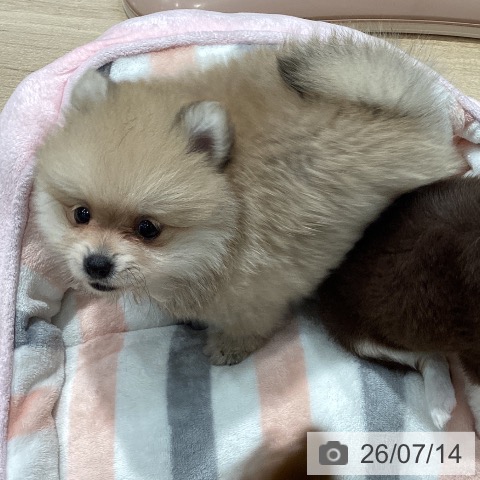 埼玉県のポメラニアン (ペットプラス ピオニウォーク東松山店/2026年5月9日生まれ/女の子/クリームセーブル)の子犬の4枚目の画像