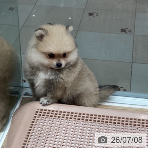 ポメラニアンの写真