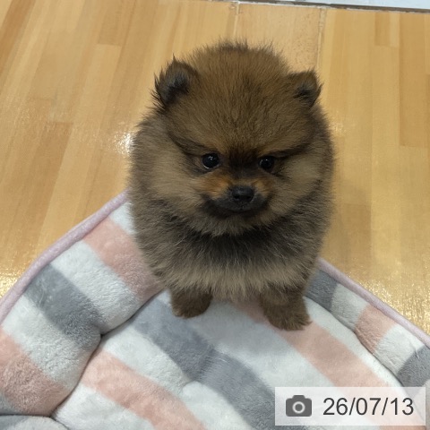 埼玉県のポメラニアン (ペットプラス 与野店/2026年5月8日生まれ/男の子/オレンジセーブル)の子犬の4枚目の画像
