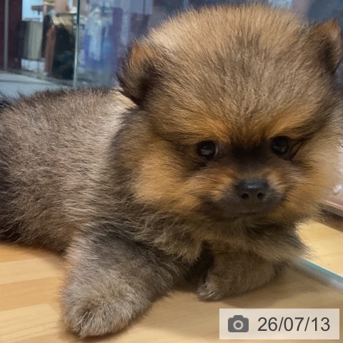 埼玉県のポメラニアン (ペットプラス 与野店/2026年5月8日生まれ/男の子/オレンジセーブル)の子犬の3枚目の画像