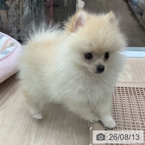 埼玉県のポメラニアン (ペットプラス 川口店/2026年5月9日生まれ/女の子/クリーム)の子犬の4枚目の画像