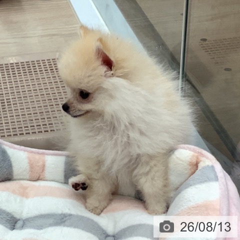 埼玉県のポメラニアン (ペットプラス 川口店/2026年5月9日生まれ/女の子/クリーム)の子犬の3枚目の画像