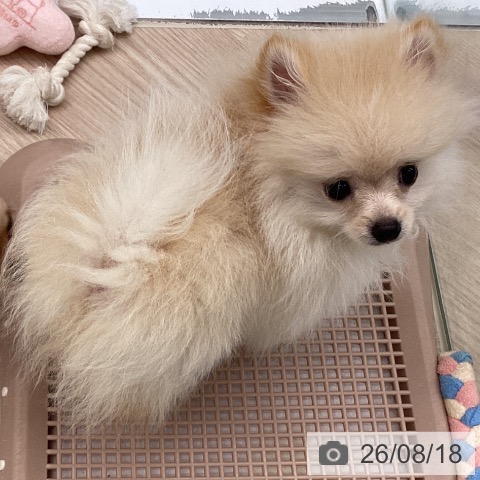 埼玉県のポメラニアン (ペットプラス 川口店/2026年5月9日生まれ/女の子/クリーム)の子犬の3枚目の画像