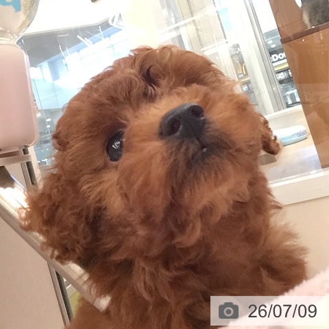 東京都のトイプードル(トイ) (ペットプラス むさし村山店/2026年5月8日生まれ/女の子/レッド)の子犬の3枚目の画像