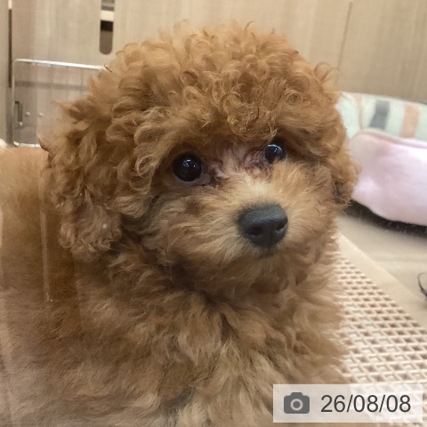 神奈川県のトイプードル(トイ) (ペッツワン 横須賀久里浜店/2026年5月8日生まれ/女の子/レッド)の子犬の4枚目の画像
