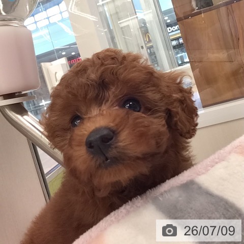 東京都のトイプードル(トイ) (ペットプラス むさし村山店/2026年5月8日生まれ/女の子/レッド)の子犬の2枚目の画像