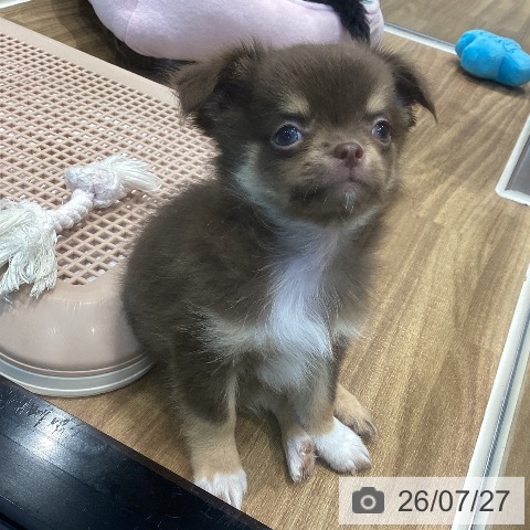 埼玉県のチワワ(ロング) (ペッツワン 新座店/2026年5月10日生まれ/男の子/チョコレートタンホワイト)の子犬の4枚目の画像