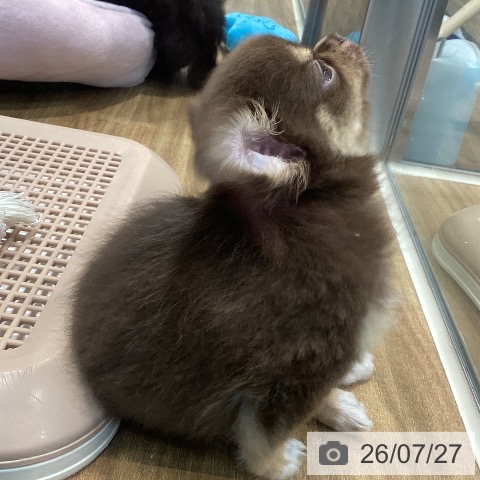 埼玉県のチワワ(ロング) (ペッツワン 新座店/2026年5月10日生まれ/男の子/チョコレートタンホワイト)の子犬の3枚目の画像