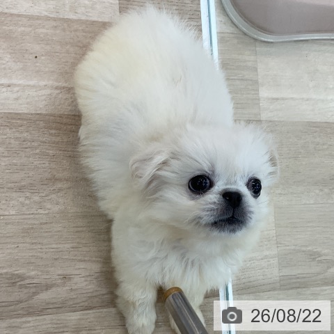 群馬県のペキニーズ (ペットプラス 前橋店/2026年5月2日生まれ/女の子/ホワイト)の子犬の4枚目の画像